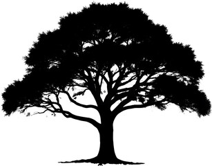 Fototapeta premium Tree Silhouette, Detailed Branches, Transparent Background