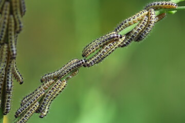 larvae of big white cabbage butterfly (Pieris rapae)