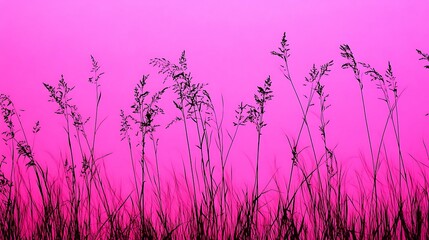 Silhouette of tall grass against a bright pink background is displayed