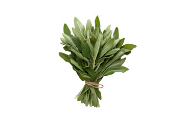 Obraz premium Fresh Sage Herb Bundle Tied with Twine Dark Background