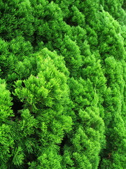 秋のコニファーの緑の生垣風景