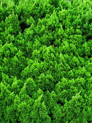 秋のコニファーの緑の生垣風景