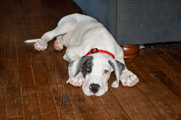 Great Dane Puppy Lying on a Wood Floor