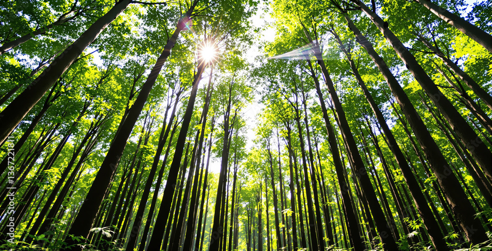 Poster dense forest with towering trees and bright sunlight filtering through green leaves, creating a sere