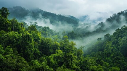 Ethereal rainforest vista unveiling lush greenery beneath a swirling mist