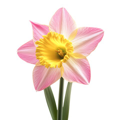 Fototapeta premium Pink and Yellow Daffodil with Trumpet Shape Isolated on Transparent Background