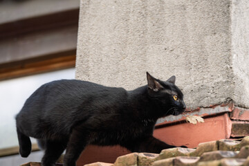 chaton noir sur le toit transporte une feuille morte dans sa bouche