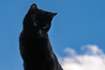 chaton noir sur le toit , ciel bleu et petit nuage