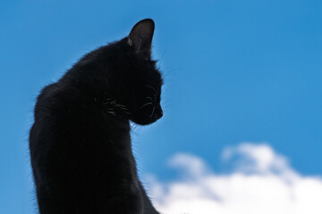 chaton noir sur le toit , ciel bleu et petit nuage
