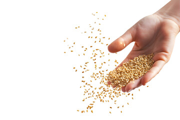 Hand Pouring Sesame Seeds Black Background