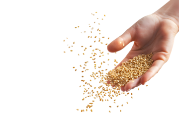 Hand Pouring Sesame Seeds Black Background