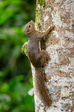 Plantain Squirrel - Callosciurus notatus, beautiful colored large squirel from Southeast Asian forests and woodlands, Singapore.