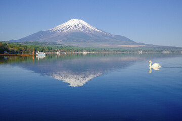富士山と山中湖と白鳥
