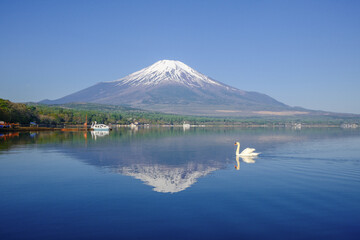 富士山と山中湖と白鳥