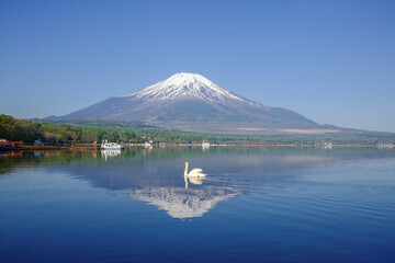 富士山と山中湖と白鳥