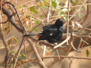 Beautiful black scrub robin bird in a around the nature background.