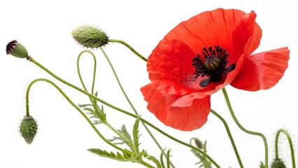 Fototapeta premium Field Poppy with Bright Red Petals and a Black Center, Isolated on a White Background, symbolizing remembrance and resilience, High-Quality Nature-Inspired Stock Image