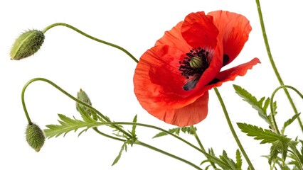 Obraz premium Field Poppy with Bright Red Petals and a Black Center, Isolated on a White Background, symbolizing remembrance and resilience, High-Quality Nature-Inspired Stock Image