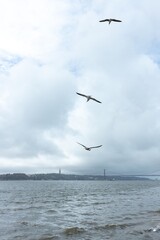 Flock of seagulls flies near the sea shore. In the background a cloudy sky. vertical frame