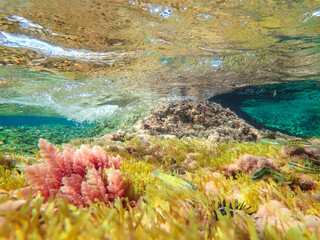 Seagrass underwater with natural sunlight in Mediterranean sea, jijel Algeria, Sea Grass underwater, seagrass Kelp grows in rocks under the sea and the diversity of life in the Mediterranean.