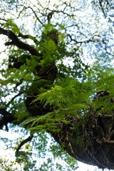 an abstract composition in which tree branches form complex lines and silhouettes. The interweaving of dark trunks and rich greenery creates an organic lace effect, while glimpses of sky add depth.
