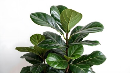 Fototapeta premium Dark Green Fiddle Leaf Fig with Large Glossy Leaves, Isolated on a White Background, symbolizing remembrance and resilience, High-Resolution Botanical Stock Photo