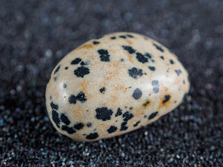 Obraz premium Dalmatian jasper is a unique mineral with a characteristic spotted pattern, which attracts attention.