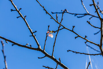 河津桜