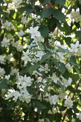 white flowers in the garden close up. jasmine flowers blooming in the garden. fresh 