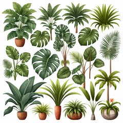 Collection of Tropical Plants in Pots