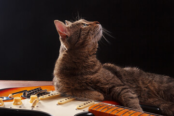 Pretty kitten with guitar on dark background.
