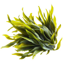 Obraz premium fresh green seaweed isolated on white background