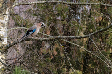 A colorful Eurasian jay sits on a thick branch.