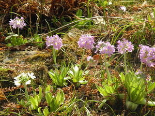 Frühlingsblumen im Garten