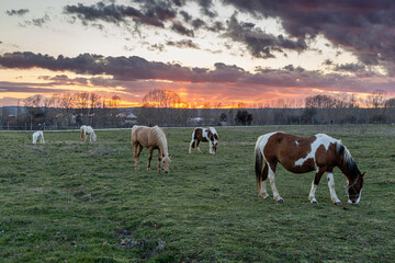Obraz premium Mares grazing in the meadow, caring for their young foals, with the sunset in the background. León Province, Spain.