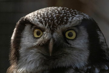 Northern hawk-owl (Surnia ulula). sharp look
