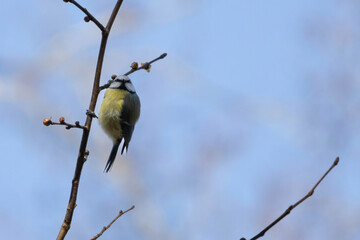 Eurasian blue tit (Cyanistes caeruleus or Parus caeruleus) sitting on a branch