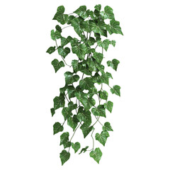 3D Decorative Ivy Plant with Trailing Vines Isolated on Transparent Background