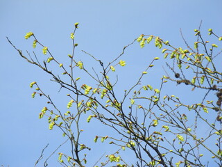 Kleinblättrige Äste unter dem blauen Himmel