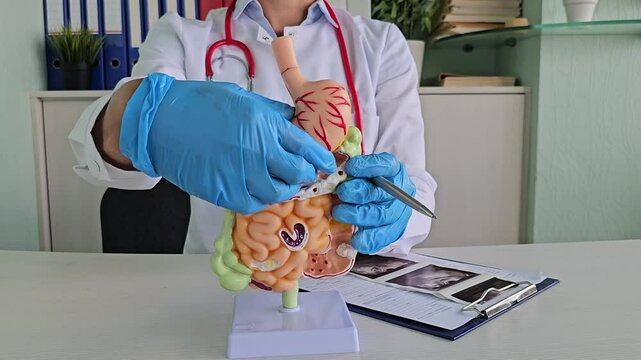 Medical professional demonstrates human digestive model and explains gastrointestinal anatomy in a clinic setting