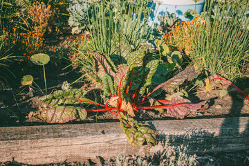 Close-up of a vegetable garden with Swiss chard, onions, and cabbage growing in soil. Bright...