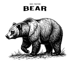 vector illustration of a bear.