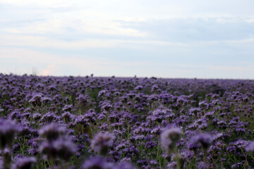 lavender field in france. burdock field. purple flowers close up.