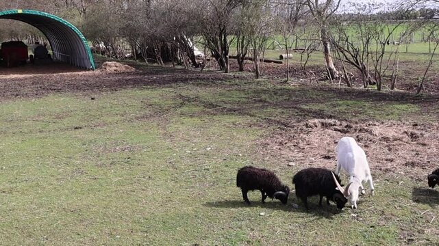 Affrontement ludique entre moutons et une ch&egrave;vre blanche dans un pr&eacute;, avec abri en arri&egrave;re-plan