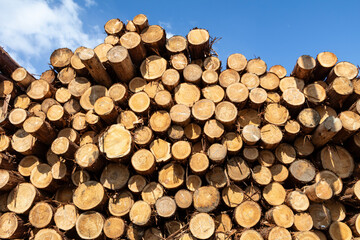 積み上げられた丸太