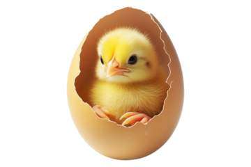 Adorable cute yellow chick emerging from cracked brown eggshell isolated on white transparent background. Symbolizing Easter, spring, and new beginnings