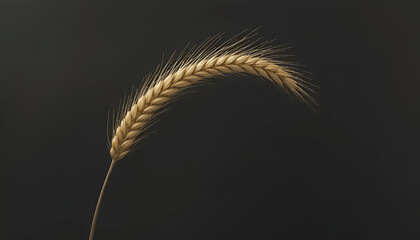 ears of wheat on black background