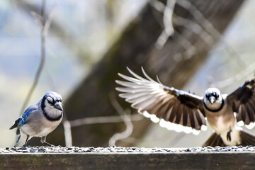 Birds in Birmingham, Alabama