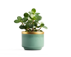  Jade plant with thick green leaves in a concrete pot with a gold accent, showcasing a modern and elegant decorative on a transparent background