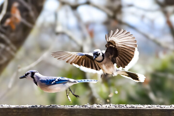 Birds in Birmingham, Alabama